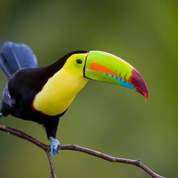 Costa Rica Go Travel | Tours | Transfers | Guides