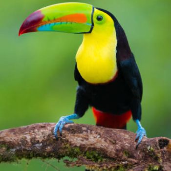 Costa Rica Go Travel | Tours | Transfers | Guides